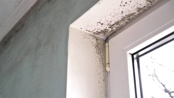 Best Commercial Mold Inspection  in Sandston, VA